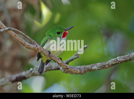 Jamaican Tody (Todus todus) adulte perché sur la tige, espèces endémiques Jamaican Marshall's Pen, la Jamaïque Mars Banque D'Images