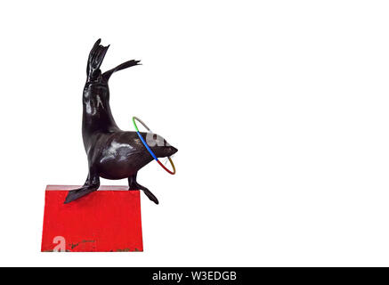 Lion de mer ludique libre isolé sur fond blanc, chemin de détourage Banque D'Images