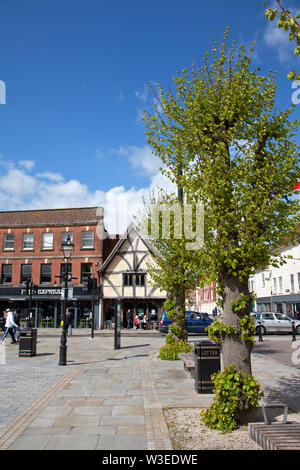 Arbres dans le Guildhall Square, Salisbury, Wiltshire. Banque D'Images