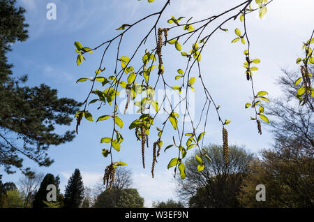 Chatons de Betula utilis var. Jacquemontii Jermyns en mai au Royaume-Uni Banque D'Images