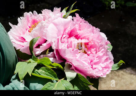 Pivoines rose pâle utilisé comme modèle les fleurs coupées Banque D'Images