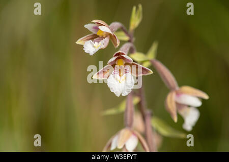 Marsh helleborine, commune de Beeston, Norfolk, Royaume-Uni 8 Juillet 2019 Banque D'Images