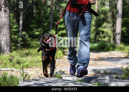 Femme marche dans la forêt avec un Setter Gordon Banque D'Images