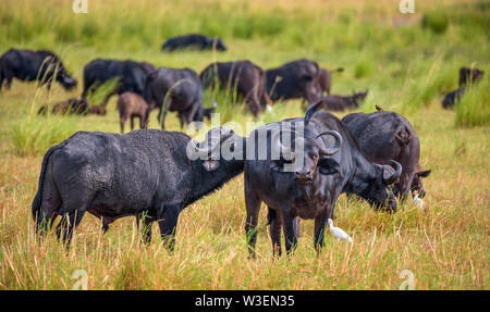 Troupeau de buffles du cap de l'Afrique le pâturage dans le Parc National de Chobe Banque D'Images