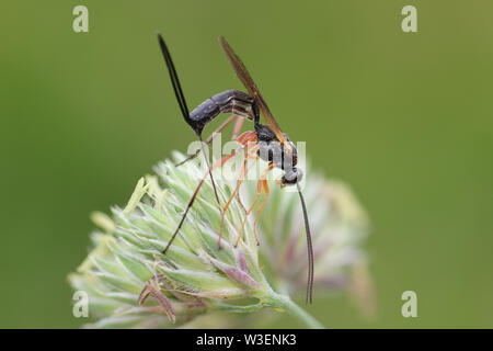 Red-legged mouche Ichneumon alias Wasp Wasp de Buathra laborator fausse femme Banque D'Images