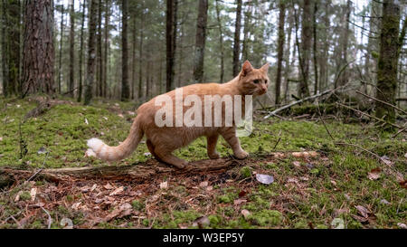 Le gingembre cat la chasse dans la forêt Banque D'Images