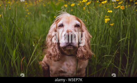 Cocker Anglais appréciant les fleurs du printemps Banque D'Images