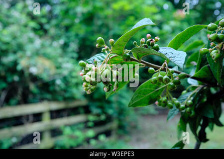 Dans le West Yorkshire, Cotoneaster baies commencent à se former sur les branches. La mi-juillet. 13/07/19 Banque D'Images