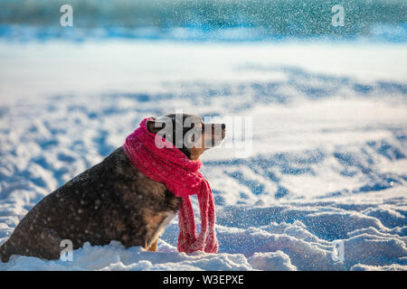 Un chien avec un foulard noué autour de son cou se trouve sur un champ neigeux dans un blizzard Banque D'Images