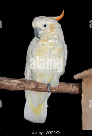 Le cacatoès citron (Cacatua sulphurea citrinocristata) Banque D'Images