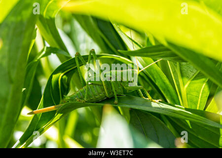 Grand green bush-cricket ou Tettigonia viridissima, nymphe femelle Banque D'Images
