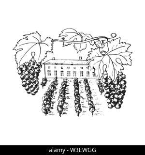 plantation de vignes, collines de raisins, arbres, maison, cave de vinification à l'horizon illustration vectorielle. Dessiné à la main Illustration de Vecteur