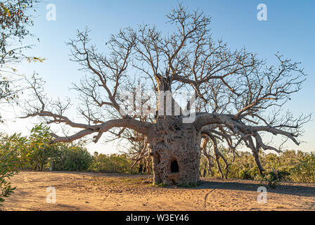 WYNDHAM BOAB PRISON TREE, PRÈS DE WYNDHAM, Western Australia, Australia Banque D'Images