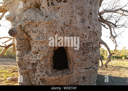 WYNDHAM BOAB PRISON TREE, PRÈS DE WYNDHAM, Western Australia, Australia Banque D'Images