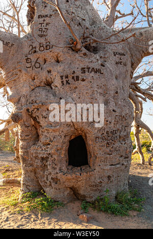 WYNDHAM BOAB PRISON TREE, PRÈS DE WYNDHAM, Western Australia, Australia Banque D'Images