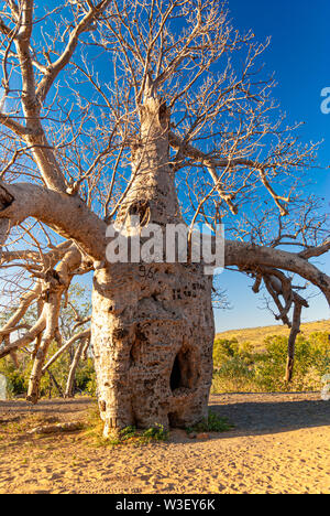 WYNDHAM BOAB PRISON TREE, PRÈS DE WYNDHAM, Western Australia, Australia Banque D'Images