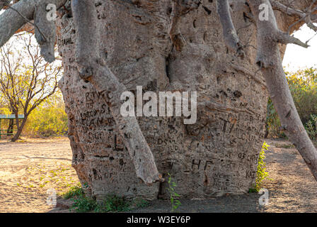 WYNDHAM BOAB PRISON TREE, PRÈS DE WYNDHAM, Western Australia, Australia Banque D'Images