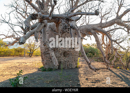 WYNDHAM BOAB PRISON TREE, PRÈS DE WYNDHAM, Western Australia, Australia Banque D'Images