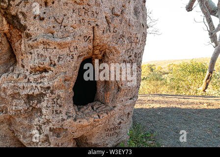 WYNDHAM BOAB PRISON TREE, PRÈS DE WYNDHAM, Western Australia, Australia Banque D'Images