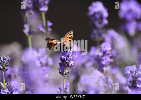 Papillon écaille - Aglais urticae - sur des fleurs de lavande Banque D'Images
