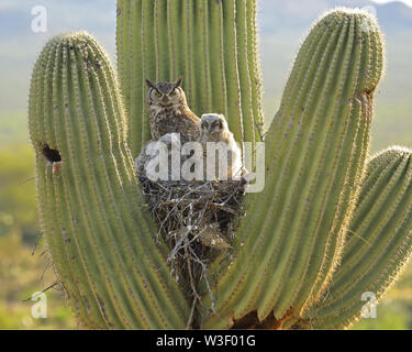 Grand-duc d'Amérique, Bubo virgininus, désert de Sonora, en Arizona, en nid dans saguaro cactus Banque D'Images