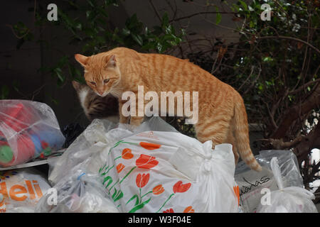 Athènes, Grèce - 5 mai 2019 : les chats errants à la recherche de nourriture dans la poubelle pleine de détritus dans des sacs en plastique. Banque D'Images