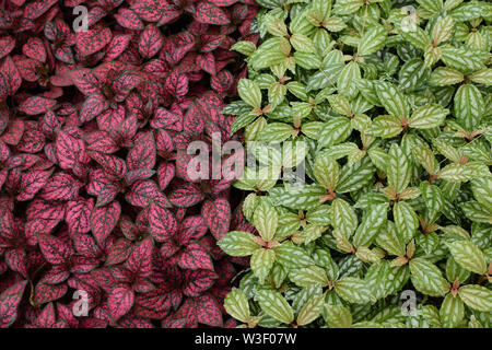 Begonia avec feuilles noir-violet et vert feuillage panaché plante. Les plantes d'ornement fond naturel. Banque D'Images