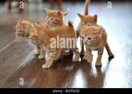 Le petit chaton rouge joue sur le sol à la recherche directement à nous. Photo horizontale, couleur beige et orange Banque D'Images