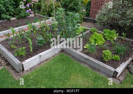 Lits surélevés pour cultiver des légumes dans le jardin de banlieue, variété de plantes comestibles, y compris les haricots, maïs, oignons et luttuce Banque D'Images