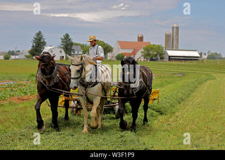 Homme Amish, l'aviron le foin pour le pressage, comté de Lancaster, Pennsylvanie Banque D'Images