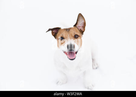 Mignon chien assis sur le blanc de la neige à la recherche jusqu'à la curiosité et l'attention au propriétaire Banque D'Images