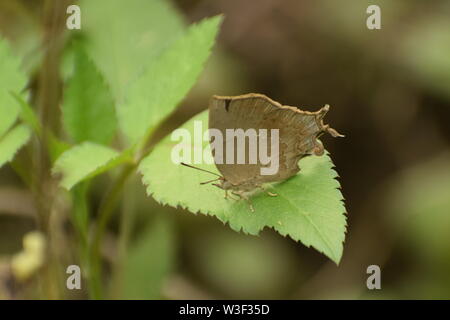 Papillon himalayan étonnant assis sur une feuille verte. Bleu acacia commun ( surendra quercetorum ) Banque D'Images