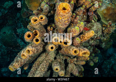 Les éponges Tube (Kallypilidion sp) sur le site de plongée Plage de baccalauréat, Bonaire, Antilles néerlandaises Banque D'Images