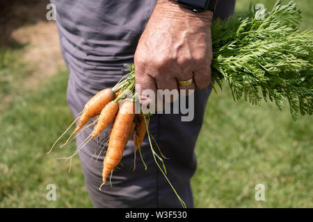 Hand holding bunch of fresh choisi Carottes, personnes âgées mans hand Banque D'Images