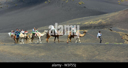 Des promenades en chameau dans le paysage volcanique de Lanzarote. Banque D'Images