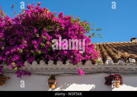 Fleurs de bougainvilliers et de ciel bleu, village blanc de Mijas. La province de Malaga Costa del Sol. Andalousie, Espagne du sud Europe Banque D'Images