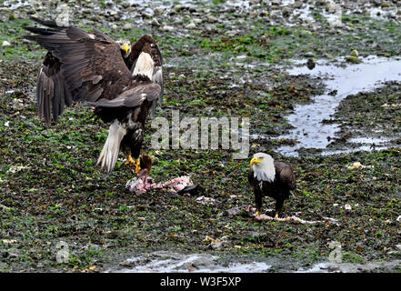 Deux aigles combats sur le poisson. Banque D'Images