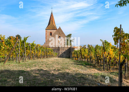 Extension de la superficie viticole avec l'église de Hunawihr, Alsace, France, membre des plus beaux villages de France Banque D'Images