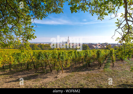 Vue idyllique sur le village de Bergheim, Alsace, France, paysage rural en vigne et noyer Banque D'Images