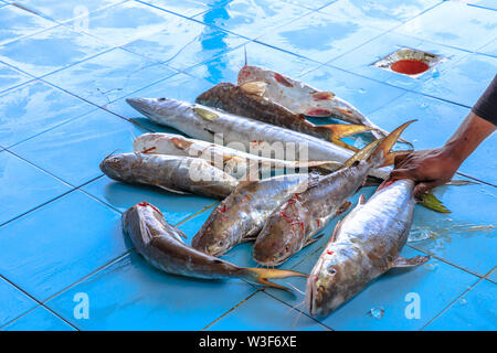 Mérous enchère à Al Khor Al Khor, marché aux poissons près de Doha au Qatar, au Moyen-Orient, dans la péninsule arabique. Banque D'Images