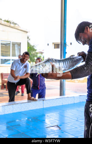 Al Khor, Qatar - Février 23, 2019 : fisherman holding gros poisson à la criée à Al Khor Al Khor, marché aux poissons près de Doha au Qatar, au Moyen-Orient Banque D'Images