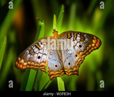 Un papillon Paon blanc perché sur une tige florale dans un jardin tropical en Floride du Sud. Banque D'Images