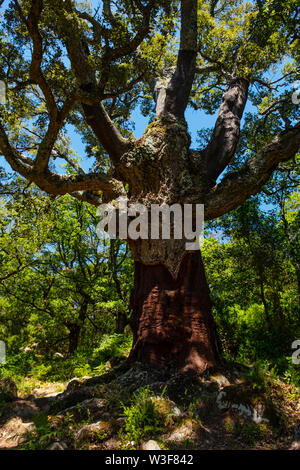 La Sauceda, forêt de chêne liège. Parc Naturel de Los Alcornocales, Cortes de la Frontera. La province de Malaga, Andalousie, Espagne du sud Europe Banque D'Images