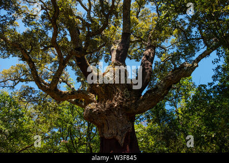 La Sauceda, forêt de chêne liège. Parc Naturel de Los Alcornocales, Cortes de la Frontera. La province de Malaga, Andalousie, Espagne du sud Europe Banque D'Images