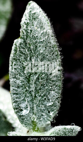 Une feuille d'une plante de l'oreille d'Agneaux après la pluie. (Stachys Byzantina) Banque D'Images