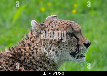 Guépard d'Afrique du nord-est / Soudan Guépard (Acinonyx jubatus soemmeringii) indigènes de Soudan et Éthiopie Banque D'Images