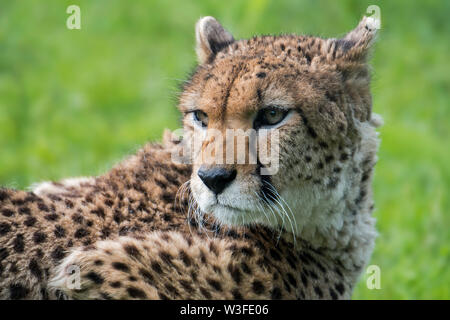 Guépard d'Afrique du nord-est / Soudan Guépard (Acinonyx jubatus soemmeringii) indigènes de Soudan et Éthiopie Banque D'Images