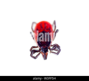 La tique Ixodes (chien, taïga, Ixodes persulcatus) perdu en état d'inactivité, immobile, sur fond blanc, close-up. Transporteur de matières dangereuses t Banque D'Images