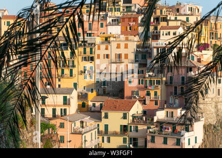 Les maisons qui sont construites à la verticale sur la côte des Cinque Terre en Italie de manarola derrière la silhouette de palm leafs Banque D'Images