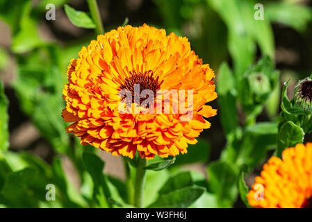 Un souci orange à double fleur (Calendula officinalis) Banque D'Images